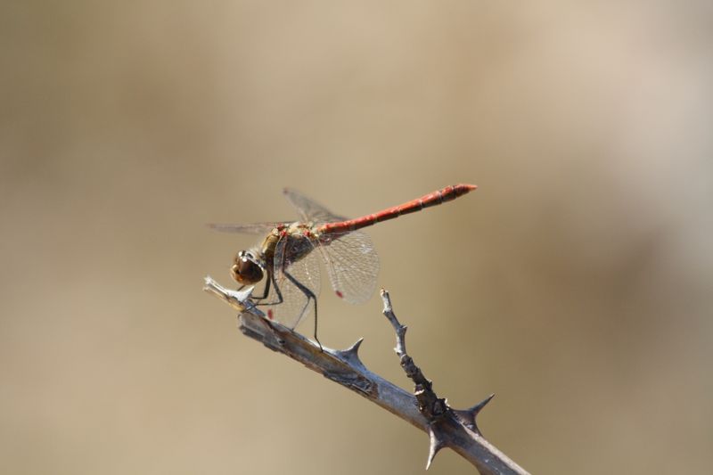 Sympetrum fonscolombii femmina & maschio?